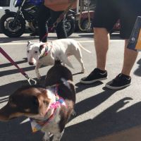 Feriado tem cãominhada em Balneário Camboriú