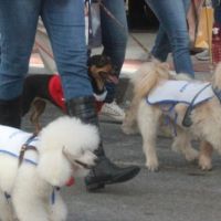 Eventos do feriadão são adiados em BC
