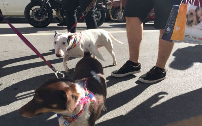 Cãominhada começa às 10h (Foto Divulgação)