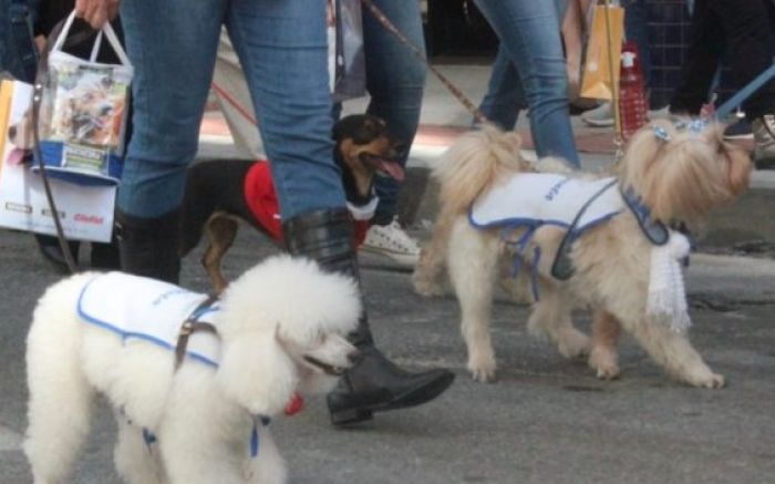 Cãominhada será sábado a partir das 9h