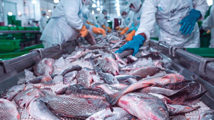 GDC produz 46% do pescado enlatado consumido no país (Foto: Divulgação)