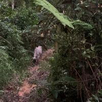 Primeira ocorrência de farra de boi tem presos