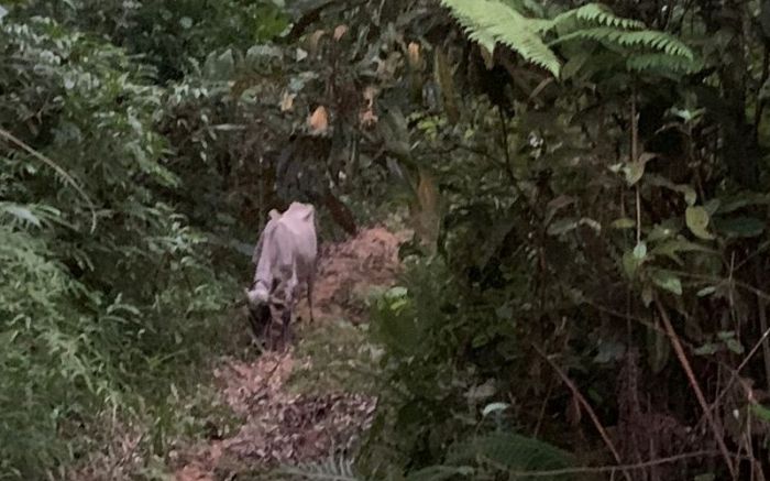 Animal indefeso era usado para farra do boi 

Foto Divulgação