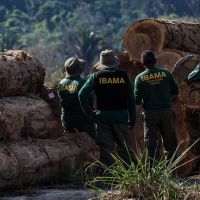 Madeireiras com multas ambientais milionárias mantêm selo de sustentabilidade