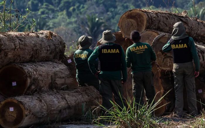 Ibama durante ação de fiscalização de desmatamento ilegal em 2018 (foto: fernando augusto-ibama)