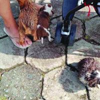 Mais animais aparecem mutilados em Camboriú