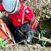 Dog é resgatado de buraco de 4 metros 