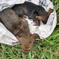 Filhotinhos de cachorro são resgatados de bueiro em Itajaí