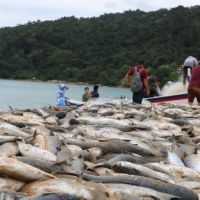 Friozinho já trouxe lanço de tainha para a praia Central de Balneário 