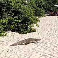 Jacaré passeia no meio dos banhistas em praia 