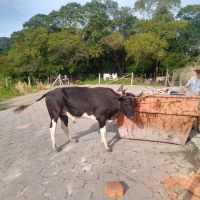 Boizinho usado em farra é apreendido em Bombas