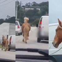 Vídeo: Motorista é flagrado puxando cavalo com carro em movimento