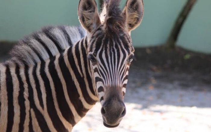 Reprodução de zebras em cativeiro é uma raridade 
(Foto: Divulgação/Zoo Pomerode)