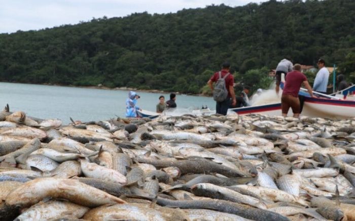 Previsão é de arrastos grandes, como este do ano passado  
(foto: Arquivo)