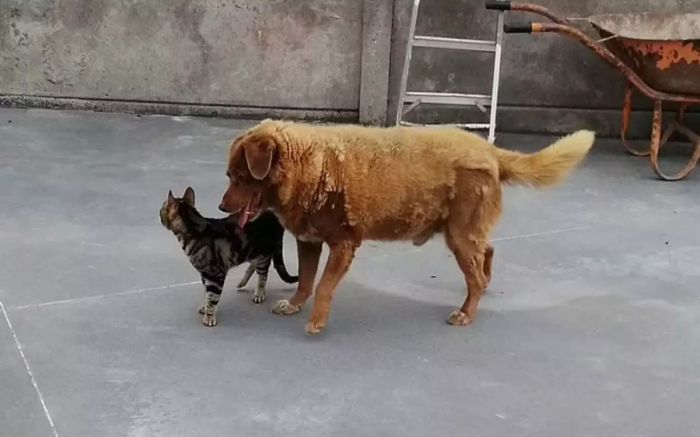 O doguinho teve mais de 100 convidados na sua festa de aniversário (Foto: Reprodução)