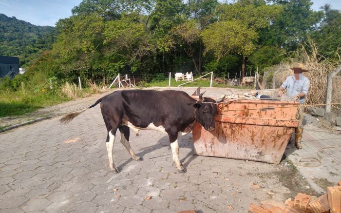 Boi foi recolhido pelo GOR (Foto: Divulgação)