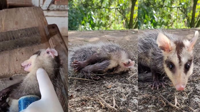 Vídeo foi feito em Jaraguá do Sul após o animal ser resgatado (Foto: Reprodução)