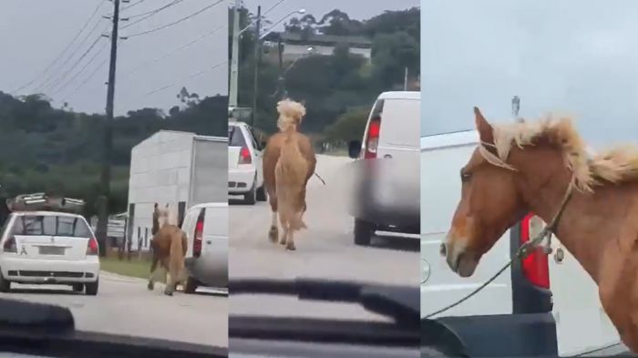 Conduzir animais nas partes externas sem autorização é considerada infração grave (Foto: Reprodução)