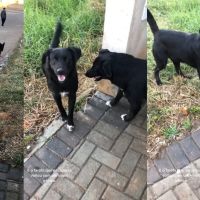 Cachorro foge de casa e volta com “irmão gêmeo”