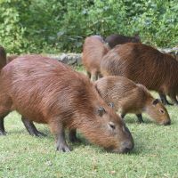 Capivaras não são vilãs da febre maculosa, alerta entidade em defesa dos animais