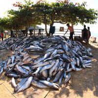 Mais de 7 mil tainhas são pegas em Bombinhas