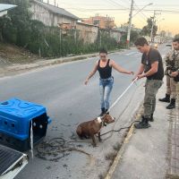 Pitbull é resgatado de vala no Monte Alegre