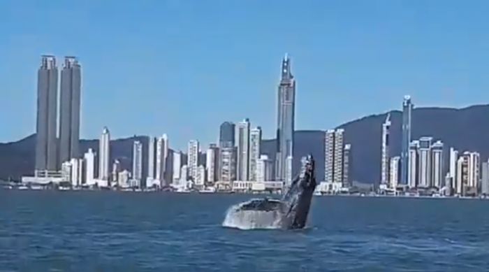 Prefeito usou as redes sociais para postar vídeo com baleia na costa de Balneário Camboriú
(Foto: Reprodução)