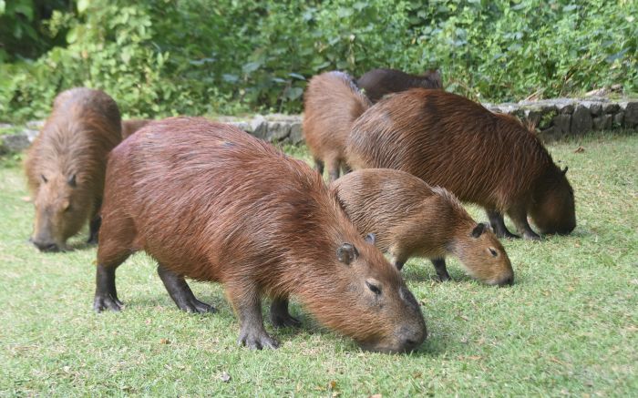 Veterinária defende que animais apenas carregam a bactéria e não devem ser demonizados (Foto: João Batista)