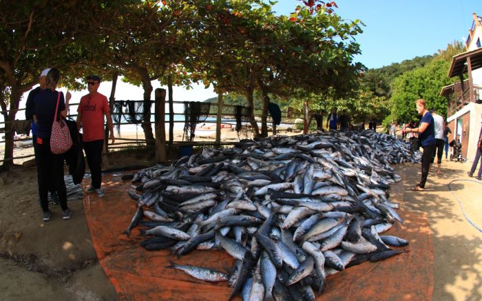 Pescaria foi feita pelo rancho dos Ingleses (Foto: @fabriciojachowicz )