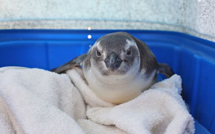 Quem avistar um pinguim pode ligar no  0800 642 3341 
(Foto: Divulgação)