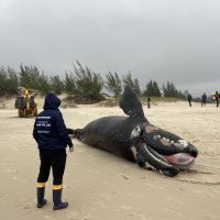 SC registra a primeira morte de baleia nesta temporada