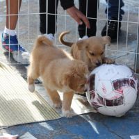 Itajaí terá atendimento gratuito pra cães e gatos