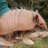 Tatus são resgatados em obras de rodovia de SC 