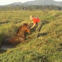 Égua é resgatada de vala; veja fotos