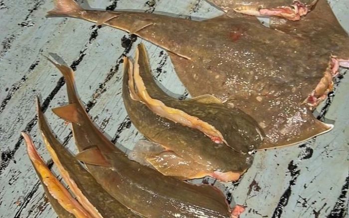 Barco de Navegantes pescou camarão que não tinha licença e ainda capturou peixes ameaçados de extinção
(Foto: Divulgação)