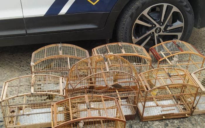 Pássaros que estavam em gaiolas foram soltos na natureza

(Foto: Divulgação)