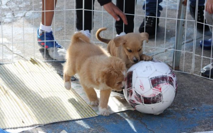 Consultas, exames e cirurgias são para pets de famílias carentes
(Fotos: Divulgação)