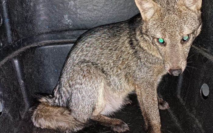 Animal foi acolhido por moradores até a chegada do resgate especializado (Foto: GOR)