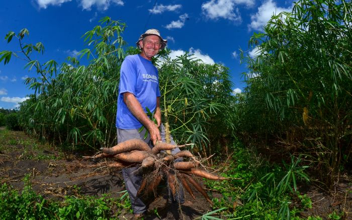 Cultivo em “terra preta” é diferenciado e deixa o aipim mais saboroso e macio
(Foto: Divulgação)