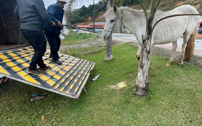 Dono do animal não foi localizado
 (Foto: Divulgação)