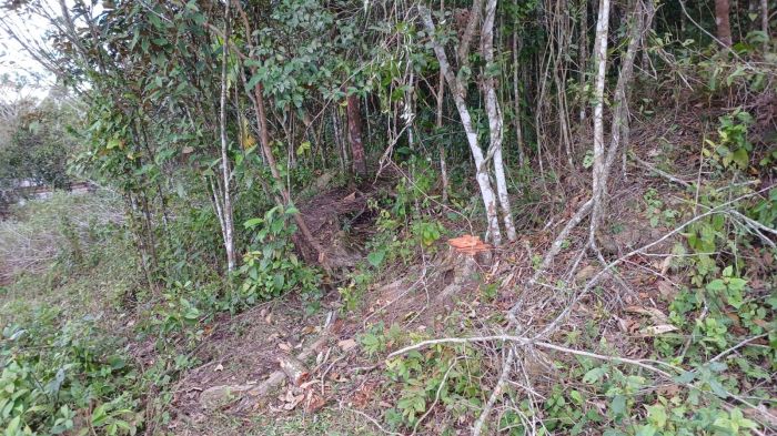 Vizinho registrou que árvores frutíferas foram cortadas em antiga chácara (Foto: Leitor)