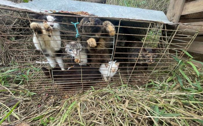 Mais de 30 cães e gatos são salvos de maus-tratos na zona rural de Itajaí (Fotos: Divulgação)