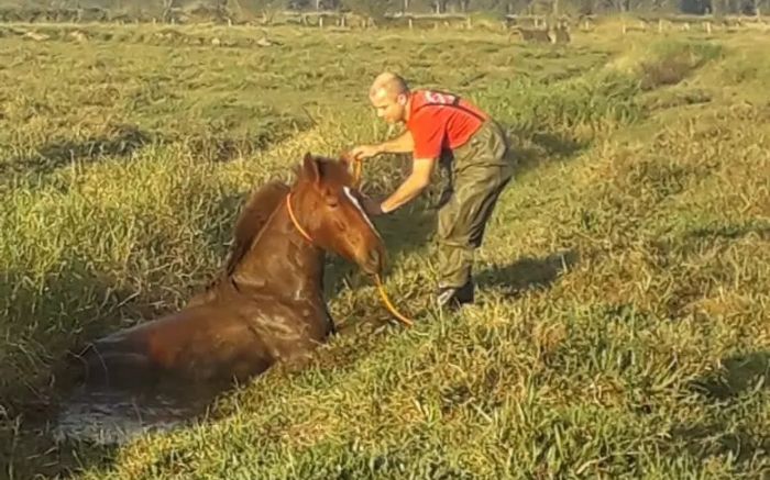 Ela não tinha ferimentos e foi solta num local seguro (Foto: Divulgação)