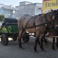 Projeto quer proibir carroças em SC 