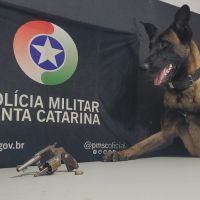 Cães da PM acham arma usada em crime