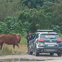 GM apreende cavalo judiado e abandonado