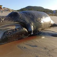 Filhote de baleia encalha morto na praia