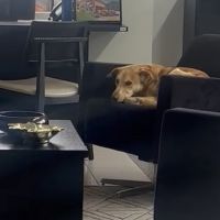 Vídeo: Cão Berlim se sente "em casa" no gabinete do prefeito