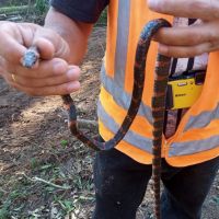 Vídeo: Coral falsa é resgatada na obra da BR 470