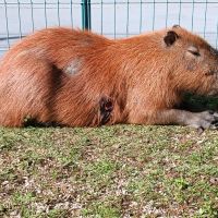 Capivara agoniza mais de 24h na Beira Rio